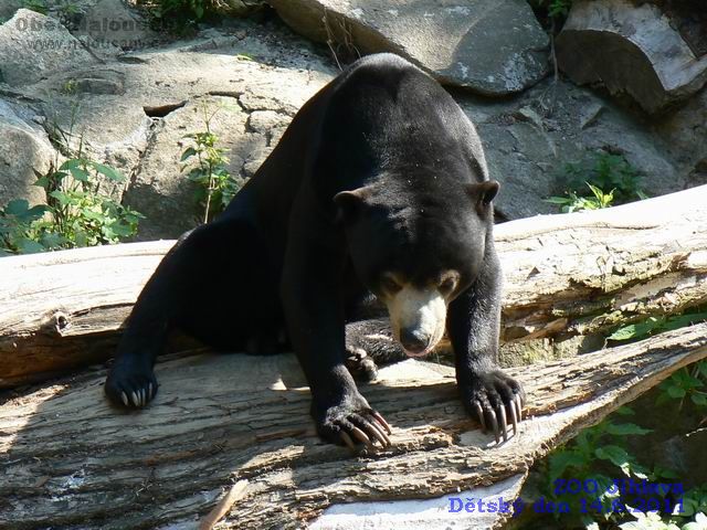 Zde si můžete prohlédnou několik fotografií naloučanských dětí a jejich rodičů z výletu do ZOO Jihlava pořádanému Obecním úřadem Naloučany k Mezinárodnímu dni dětí  