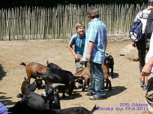 Zde si můžete prohlédnou několik fotografií naloučanských dětí a jejich rodičů z výletu do ZOO Jihlava pořádanému Obecním úřadem Naloučany k Mezinárodnímu dni dětí  