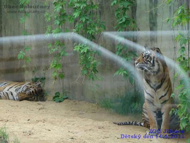 Zde si můžete prohlédnou několik fotografií naloučanských dětí a jejich rodičů z výletu do ZOO Jihlava pořádanému Obecním úřadem Naloučany k Mezinárodnímu dni dětí  