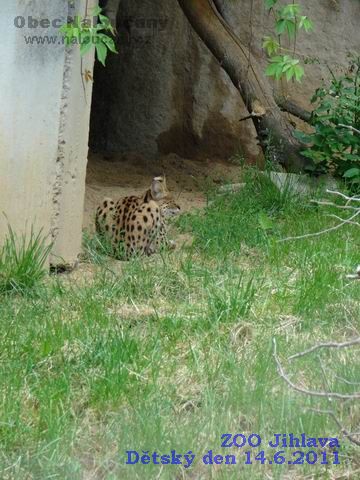 Zde si můžete prohlédnou několik fotografií naloučanských dětí a jejich rodičů z výletu do ZOO Jihlava pořádanému Obecním úřadem Naloučany k Mezinárodnímu dni dětí  