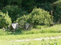 Zde si můžete prohlédnou několik fotografií naloučanských dětí a jejich rodičů z výletu do ZOO Jihlava pořádanému Obecním úřadem Naloučany k Mezinárodnímu dni dětí  