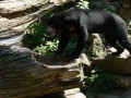 Zde si můžete prohlédnou několik fotografií naloučanských dětí a jejich rodičů z výletu do ZOO Jihlava pořádanému Obecním úřadem Naloučany k Mezinárodnímu dni dětí  