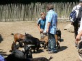 Zde si můžete prohlédnou několik fotografií naloučanských dětí a jejich rodičů z výletu do ZOO Jihlava pořádanému Obecním úřadem Naloučany k Mezinárodnímu dni dětí  